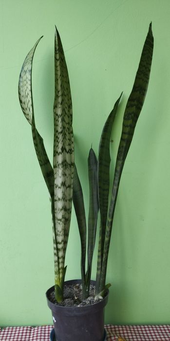 Сансевієрія.  Щучий хвіст