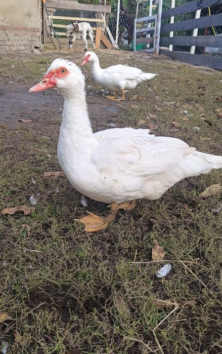 Młody kaczor francuski