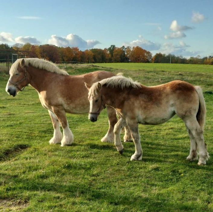 sprzedam klacz źrebną