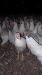 Kury Nioski Leghorn 24 tygodnie! Wysylka!