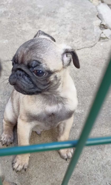 Pug Carlin lindo