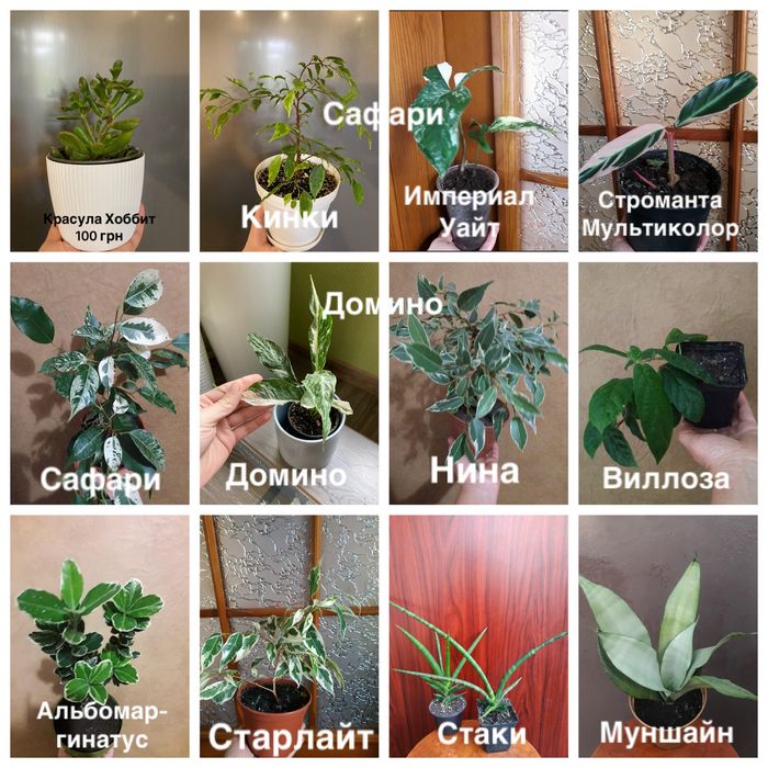 Наташа Нина Кинки Али Виллоза  Старлайт Альбомаргинатус Домино Стаки