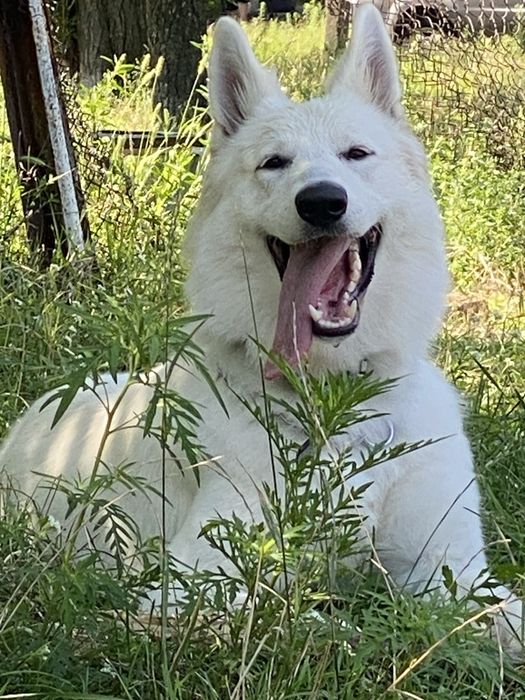 Швейцарская овчарка. Подарим!