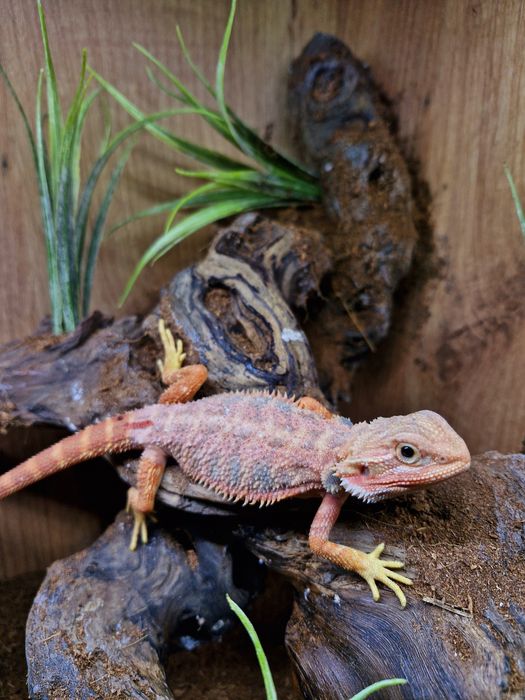 Agama brodata Młode Gadzilandia Agamy Brodate Pogona vitticeps
