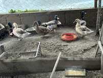 Patos mudos e patos reais