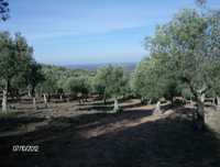 Olivais tradicionais nos arredores de Estremoz