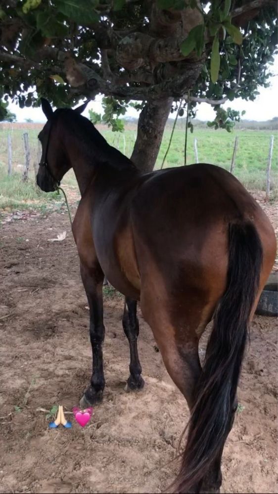 Cavalo jovem castanho escuro e amigavel