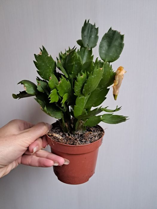 Шлюмбергери жовті відцвіташки