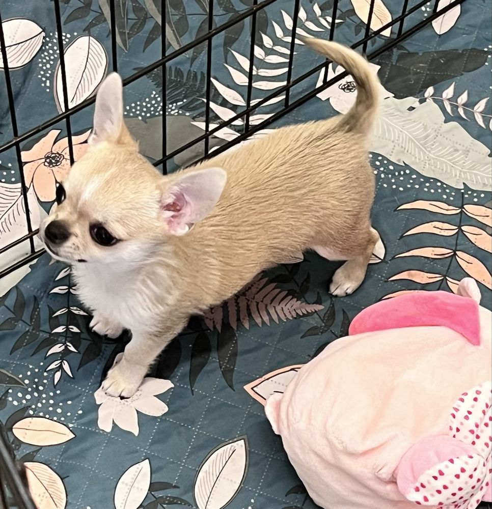 CHIHUAHUA MACHO PEQUENINO