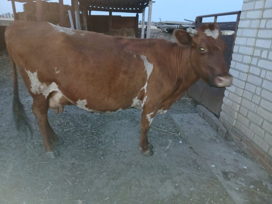 Продам корову 25 тис. Договірна та тьолку 15 тис.