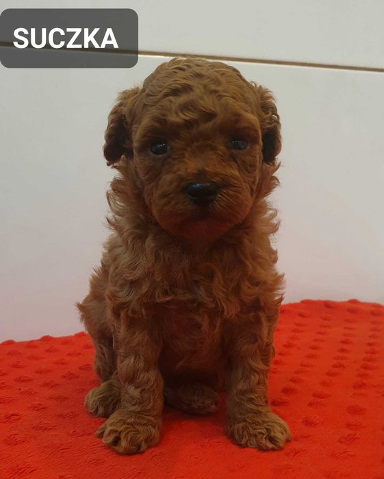 Pudel TOY- Śliczna suczka