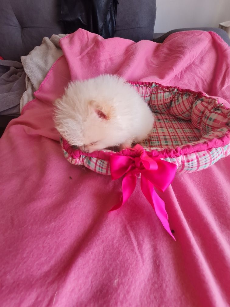 Spitz anao lulu Pomerânia  c/lop