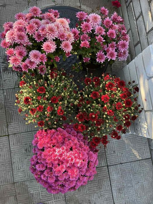 Хризантеми різні. Є подарункові комплекти з кашпо.
