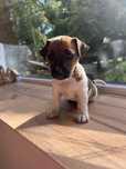 Jack Russell Terrier