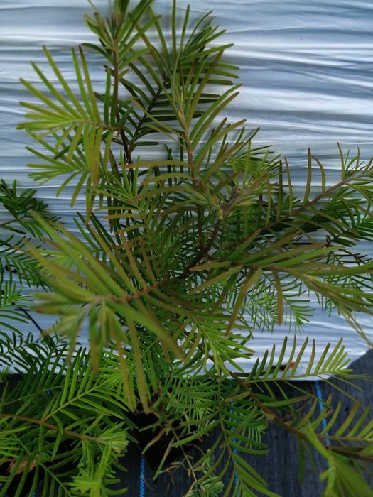 Metasekwoja chińska