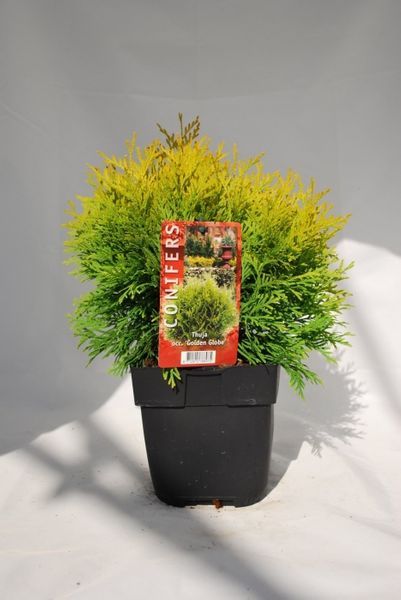 TUJA Danica Aurea 20 cm Średnica cena 30 zł