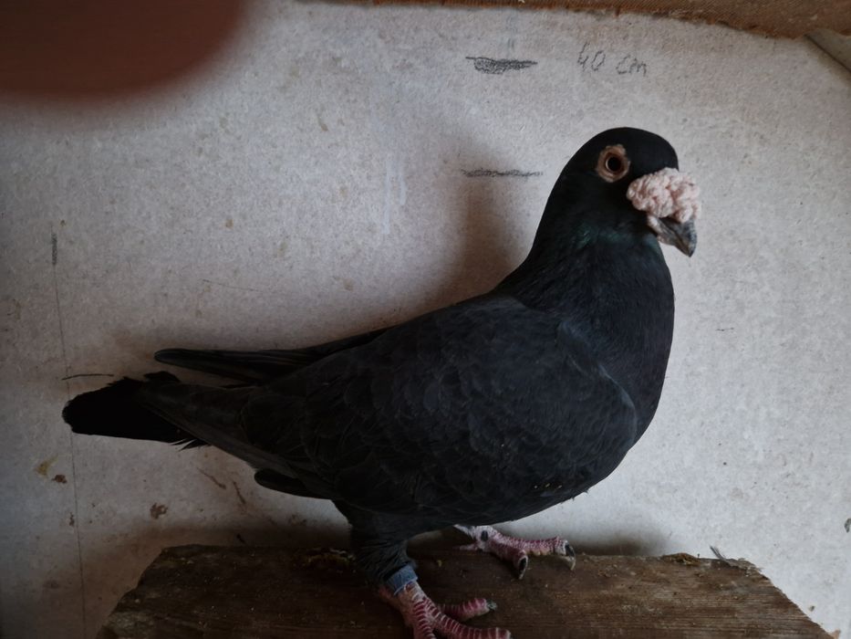 Gołąb staropolski samiec 24