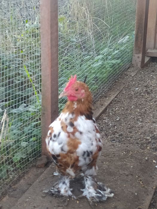Kogut miniaturka