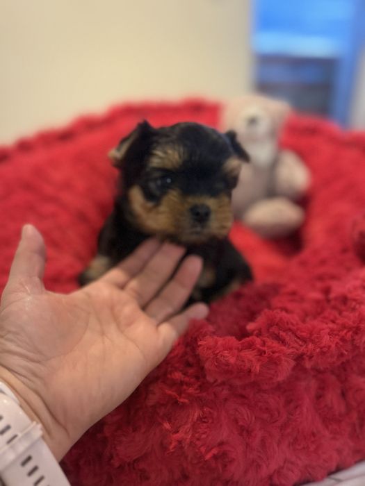 York Yorkshire terrier suczka rodowód ZKwP FCI