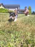 York Terrier Biewer