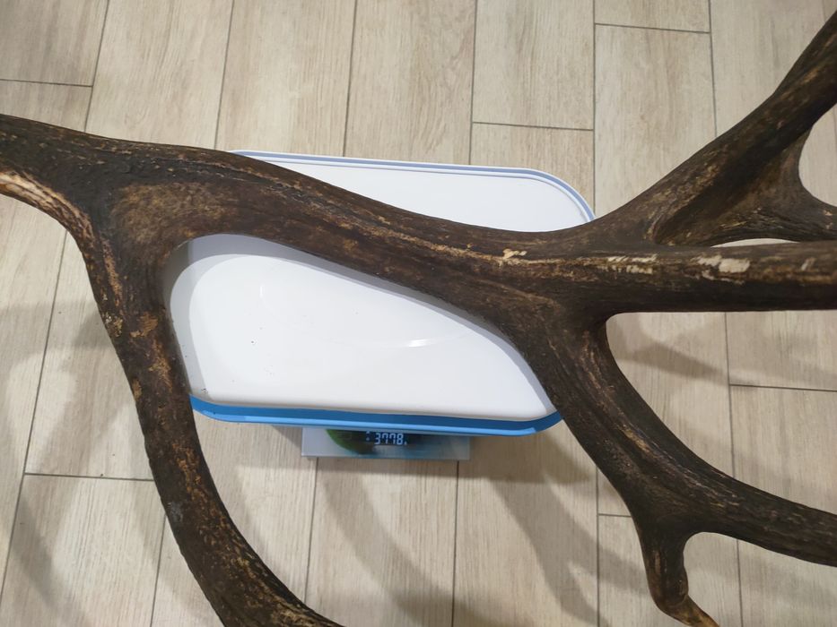 Роги оленячі 2025 року