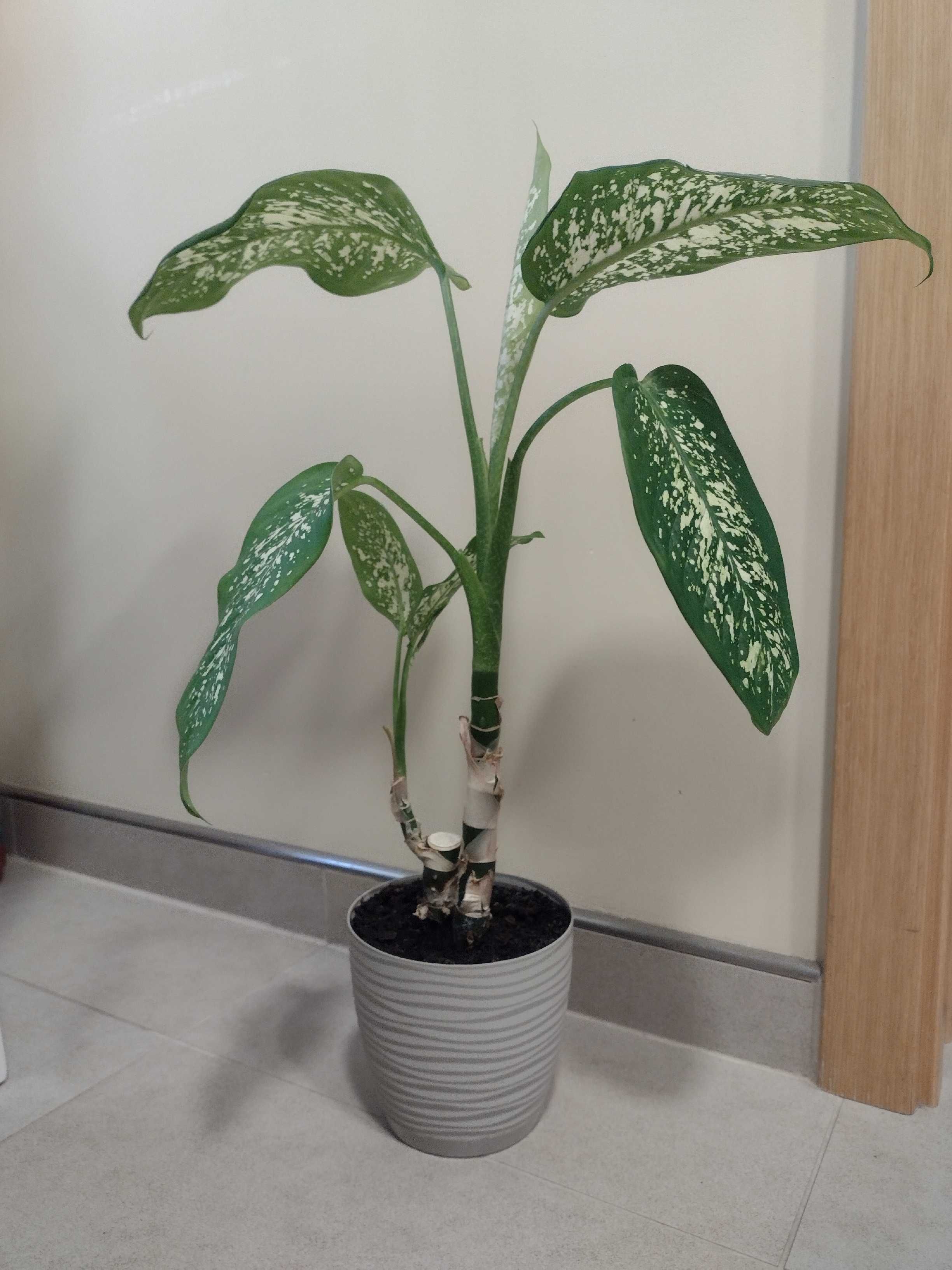 Diffenbachia duża, 50-55cm