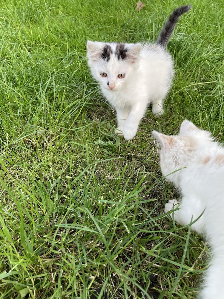 віддам котят у добрі руки