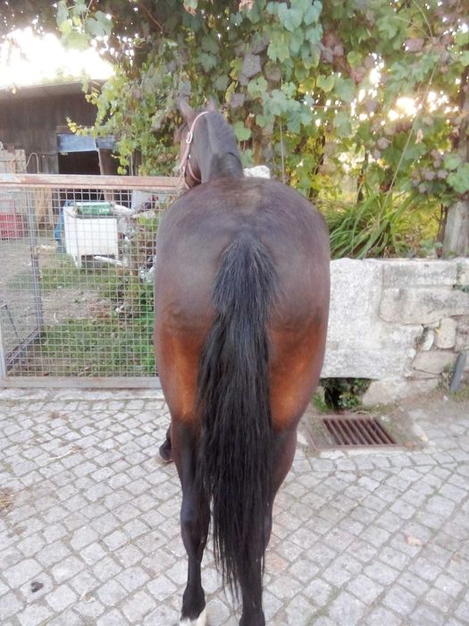 Egua 4 anos muito mansa