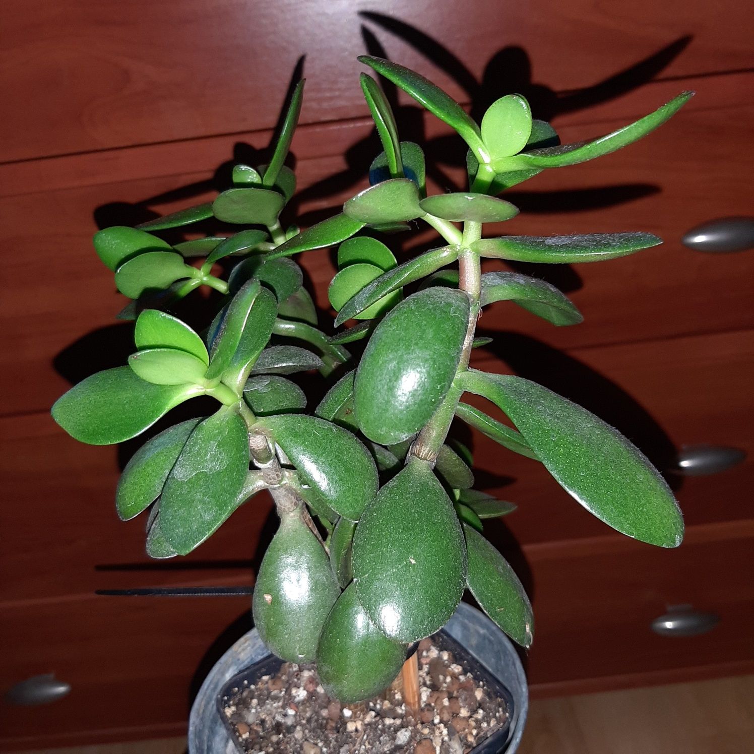 Grubosz, crassula