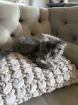 Maine Coon kotka niebieska