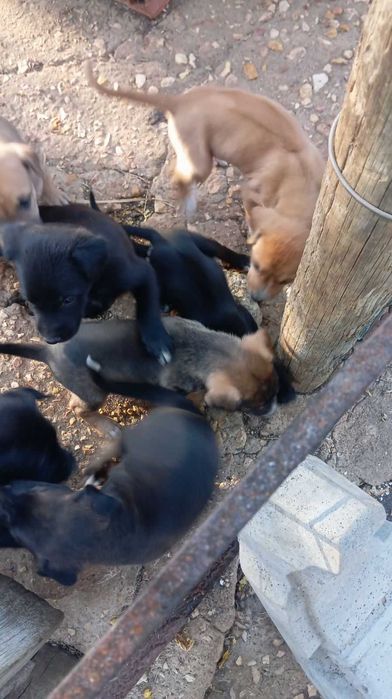 cachorros para adopção