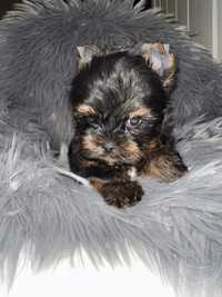 Yorkshire terrier Samiec black & tan