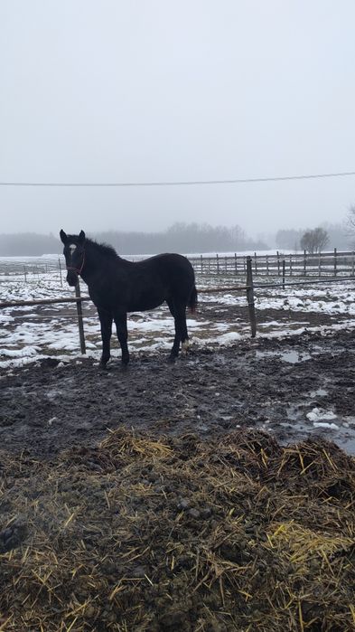 Sprzedam Klacz Rasa Śląska Odsadek