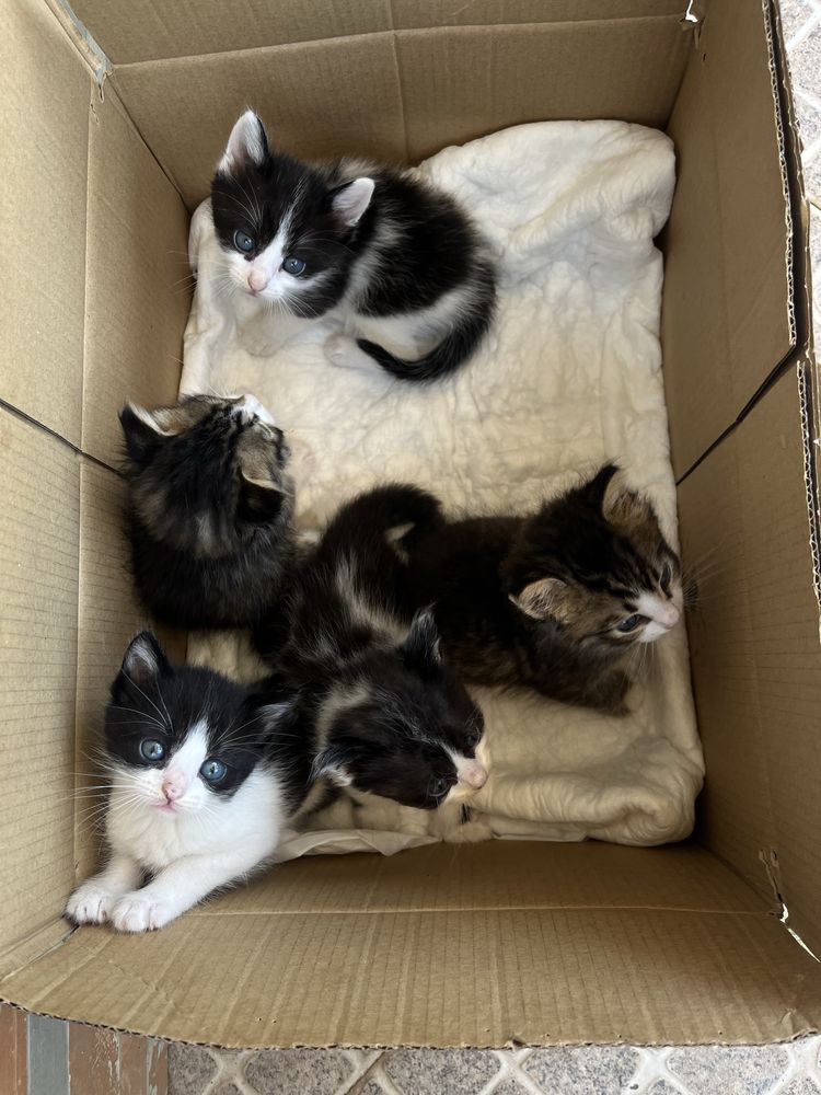 Doa-se gatos bebés