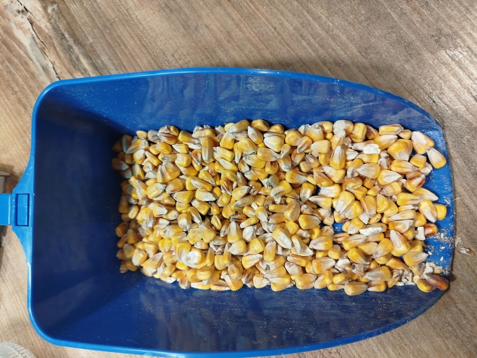 Kukurydza sucha na worki