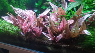 Cryptocoryne Flamingo rarytas rośliny