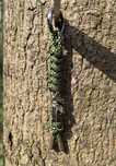 Zawieszka „DAVY JONES” idealna do scyzoryka Victorinox lub jako brelok
