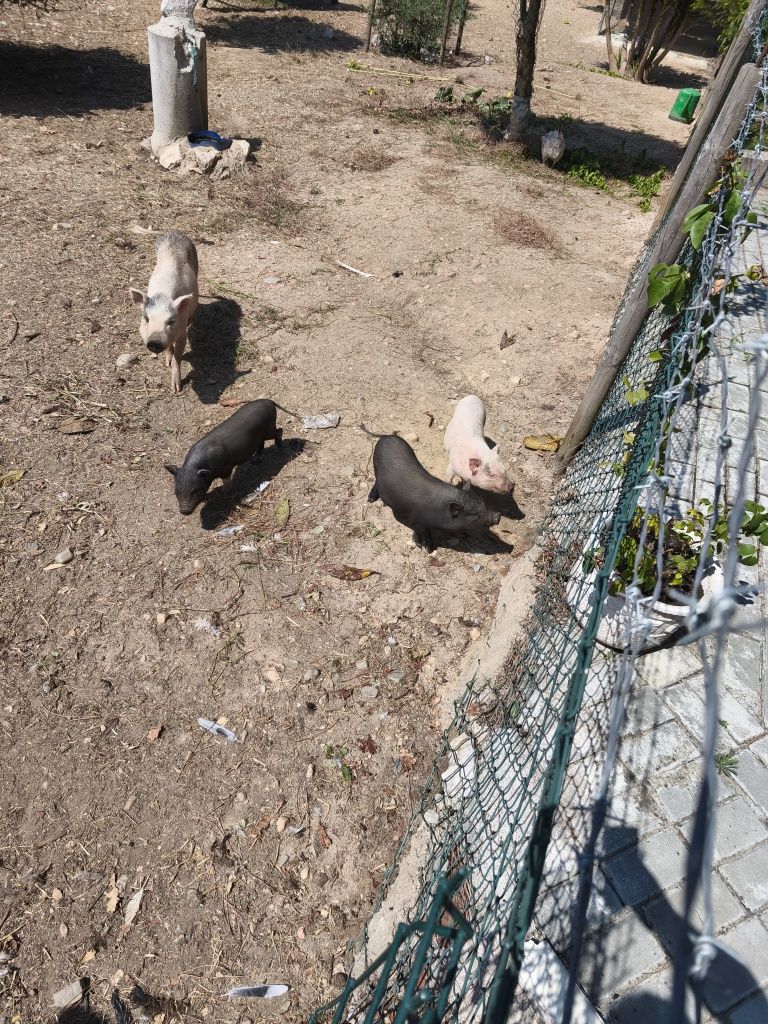 Mini pigs - porco anão