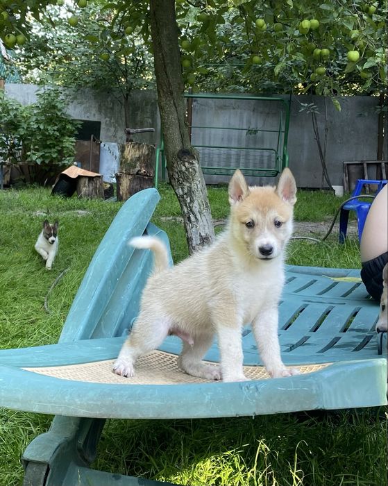 Цуценята західно сибірської лайки