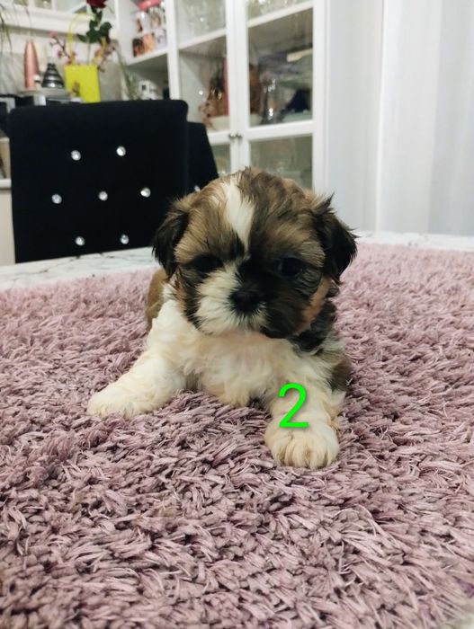 Shih tzu 100% prawdziwe rasowe cudeńka
