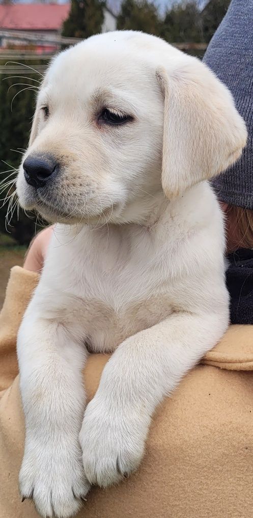 Labrador retriever pochodzenia fci