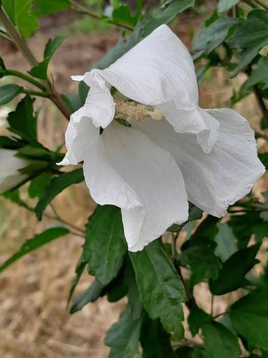 Продам гибискус сирийский белого цвета