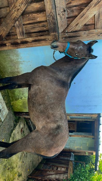 Vendo poldro muito tipico