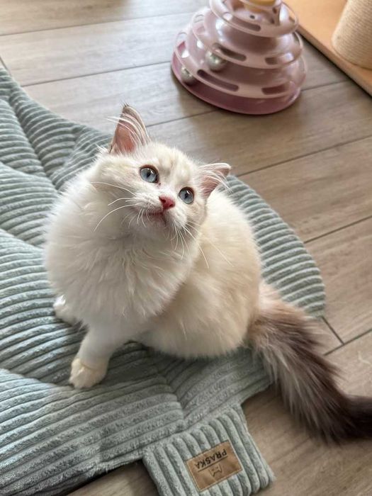 Ragdoll - Kotka z rodowodem Lazurowe Łapki*PL - Eowinka