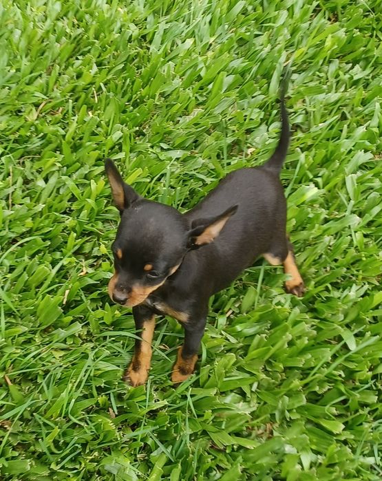 Macho pinscher miniatura
