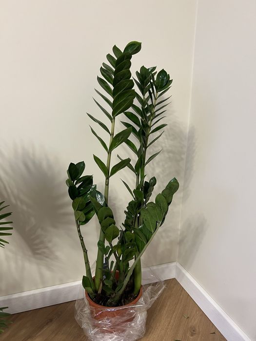 Заміокулькас акційний 105 см