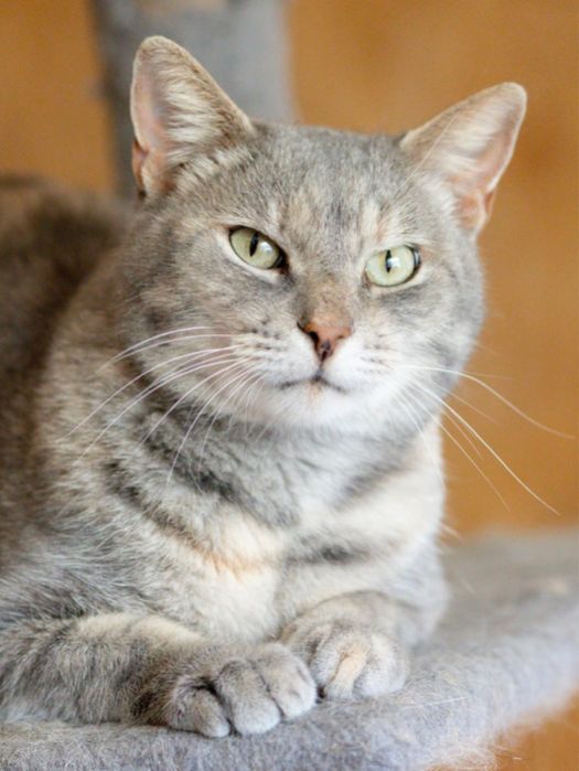 Харпер, 3 года, кошка, кошечка, кошка девочка