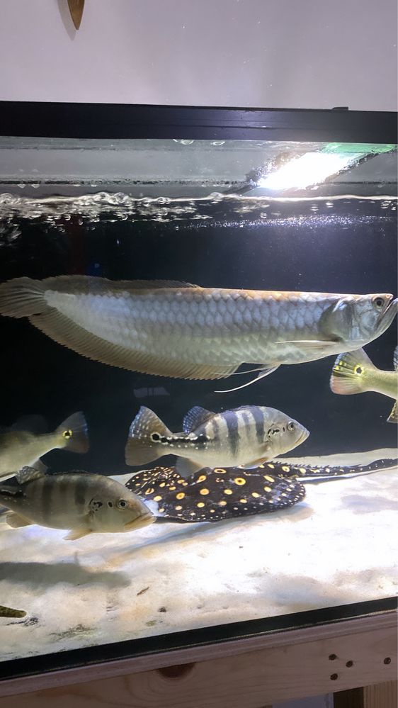 Arowana prata 45 a 50 cm