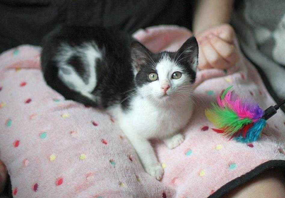 Malutka, niezwykle ujmująca Leosia do adopcji