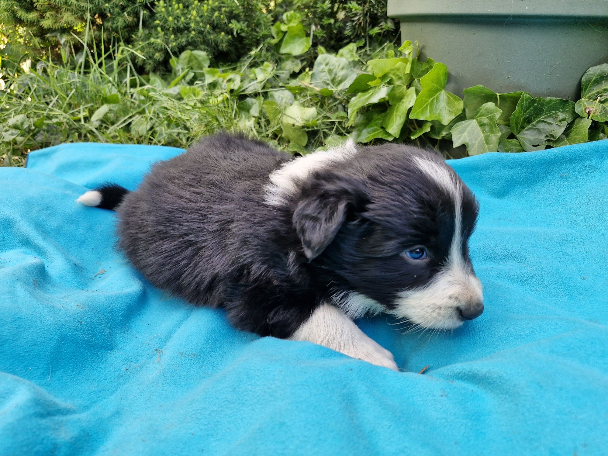 Border Collie piesek